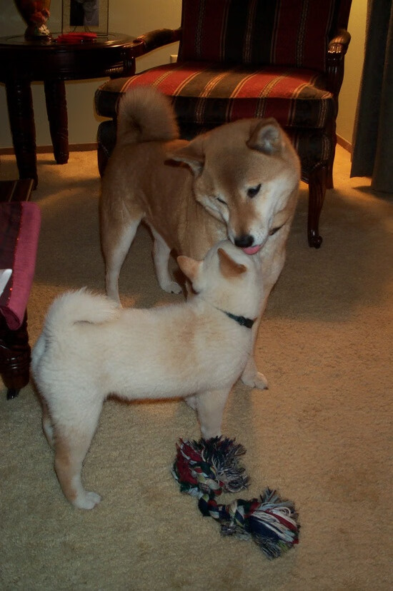 开云体育下载-北京队火力全开压制黄蜂，马克西冠军级表现闪耀赛场