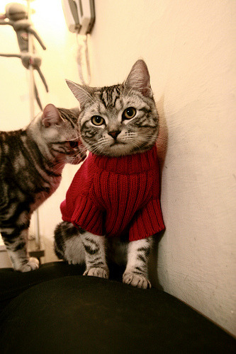 双城记，当高加索雄鹰遇上威斯特法伦的最后一舞