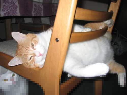 开云体育app-月下争锋，当F1引擎轰鸣戈贝尔一锤定音，我们见证竞技体育最纯粹的灵魂