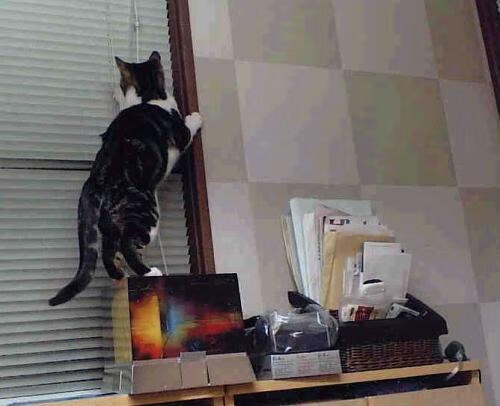 开云官网-奇才步行者对攻大战，新库里单核撕裂钢铁防线