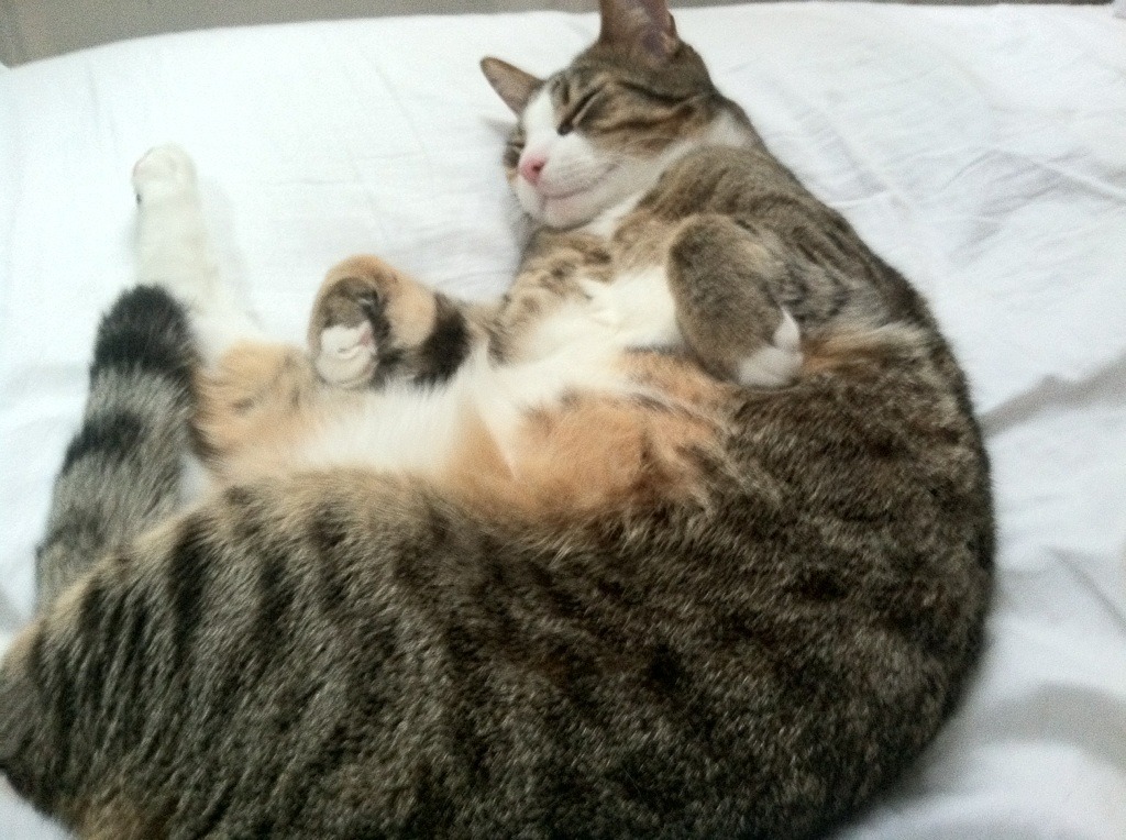 开云体育中国-哈利伯顿42分导演逆转好戏，吉林队惊险击败火箭