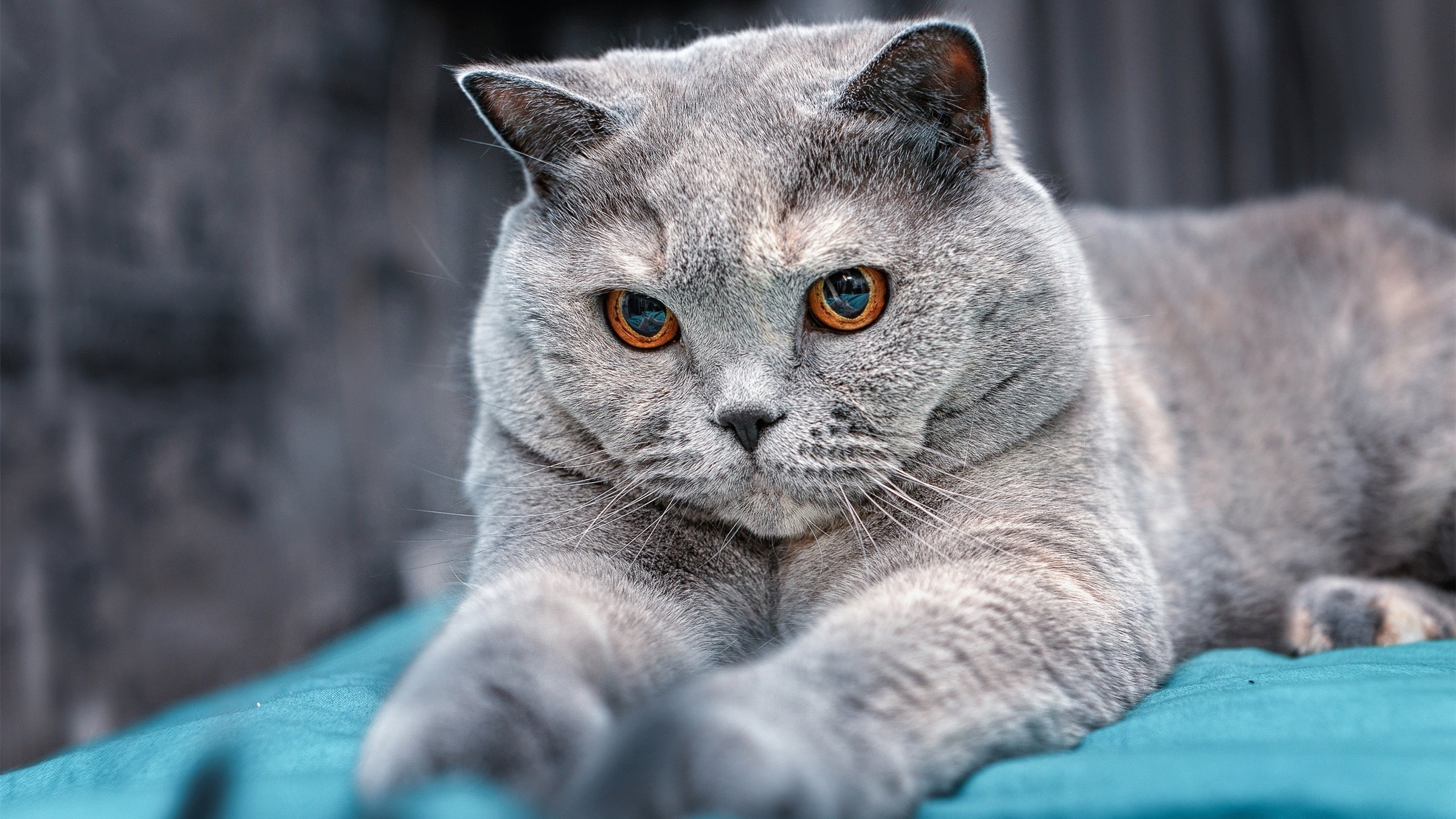 关键先生乔治末节17分献绝命三分，独行侠破掘金高原不败金身