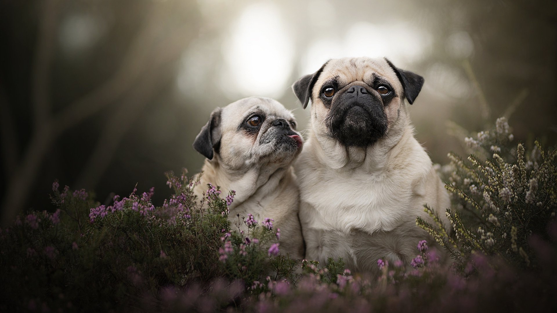 中国横扫马里,坎特成为关键先生,一个归化球员如何改写比赛走向