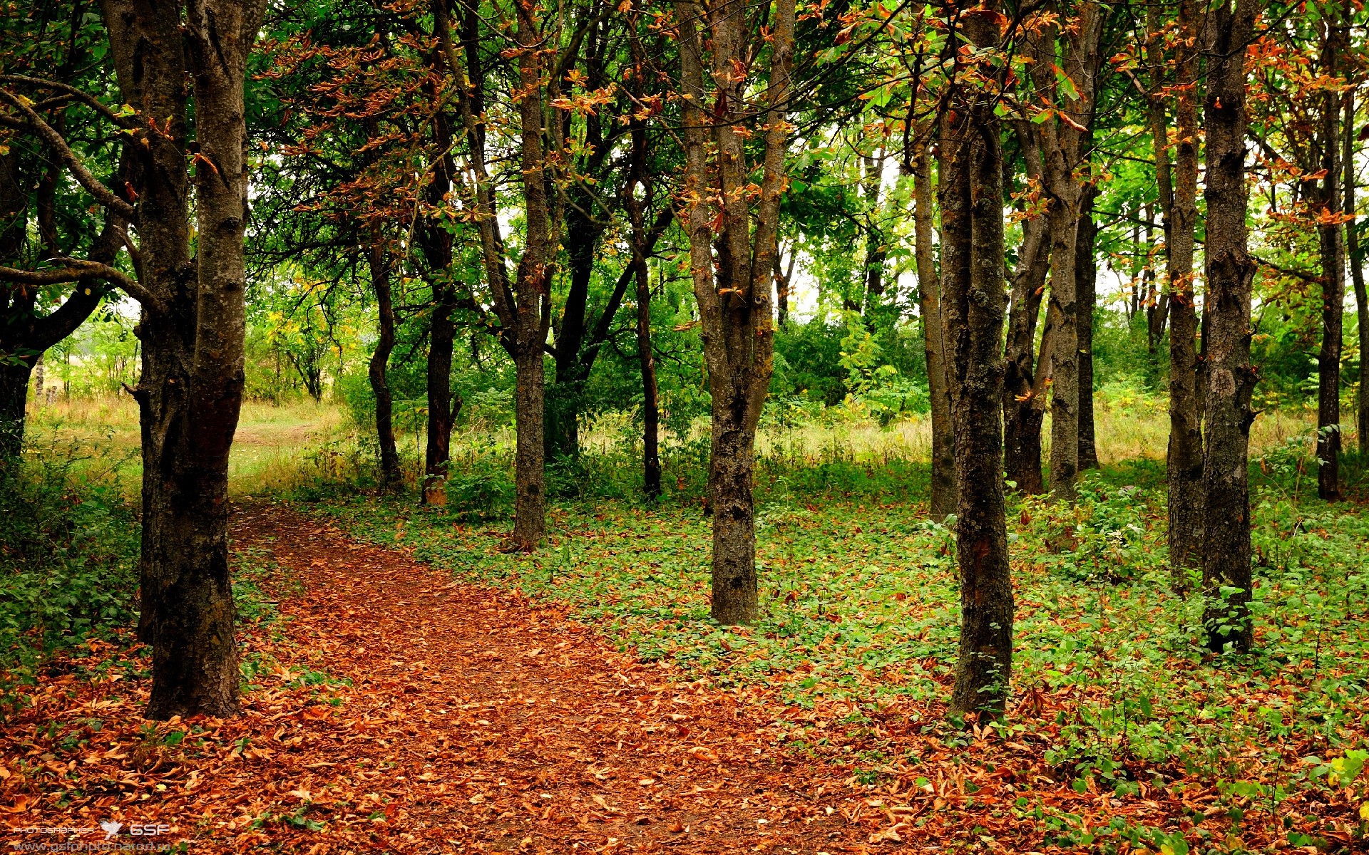 奥纳纳闪耀全场,波兰3-0击溃奥地利迎关键胜利