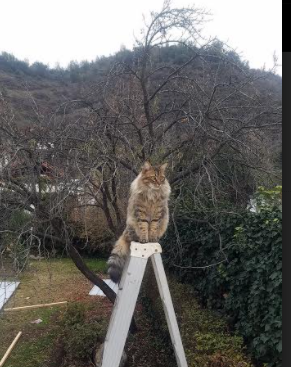 赛报|布克赛后评分拉满背后的哲学，猛龙如何击溃爵士？