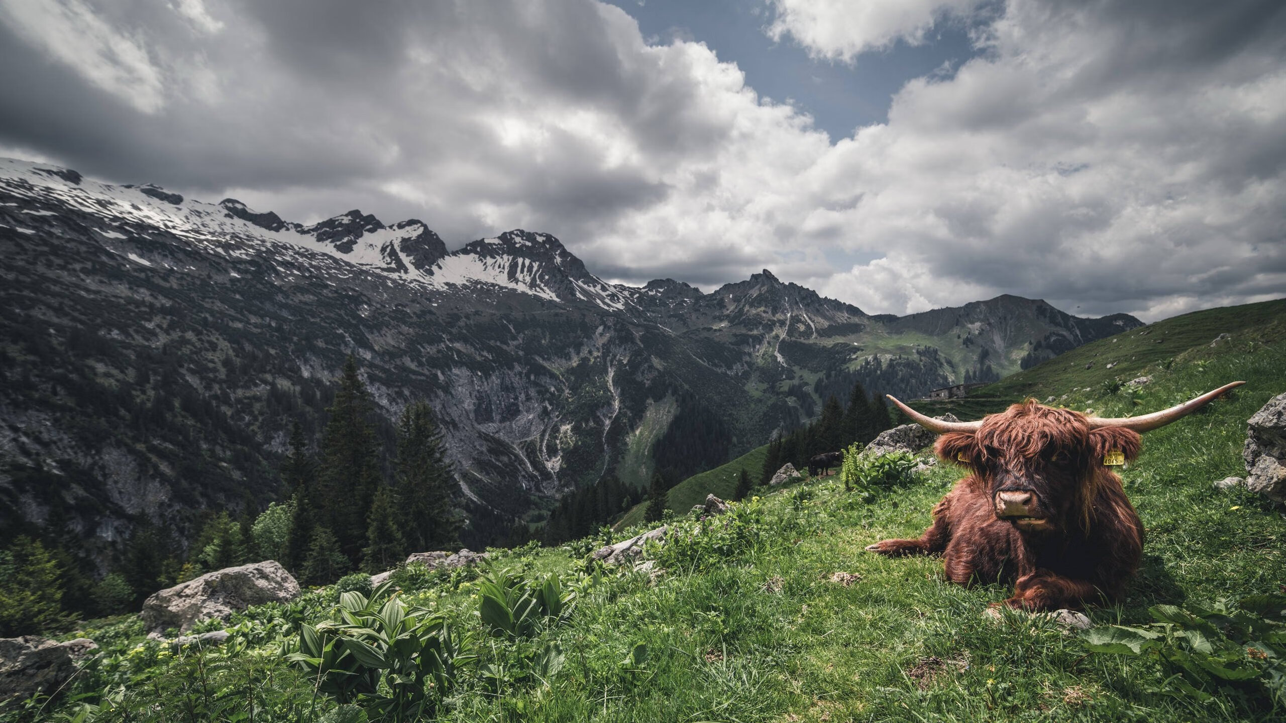 冰岛奇迹震撼欧冠，半决赛惊天逆转，阿森纳止步四强
