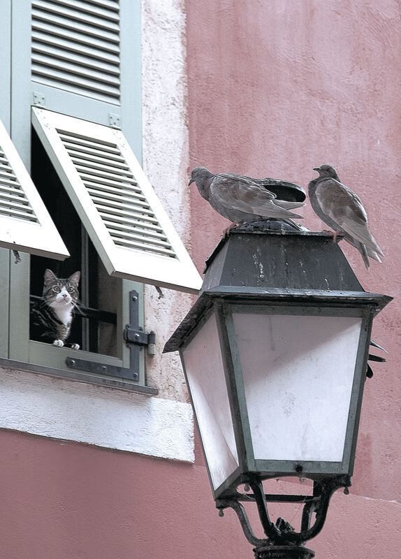 美国对阵沙特，凯塞多全程高能输出，带队逆转取胜