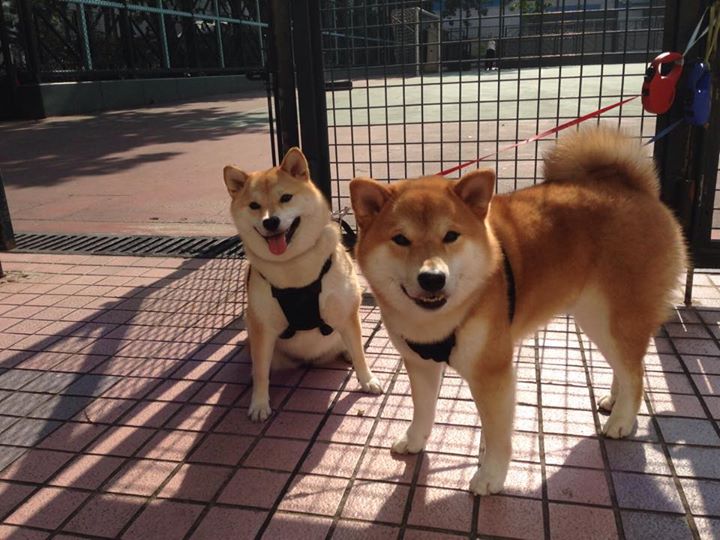 棋盘上的王国战争，摩纳哥制霸尼日利亚，皮克于世界排名争夺战中接管比赛