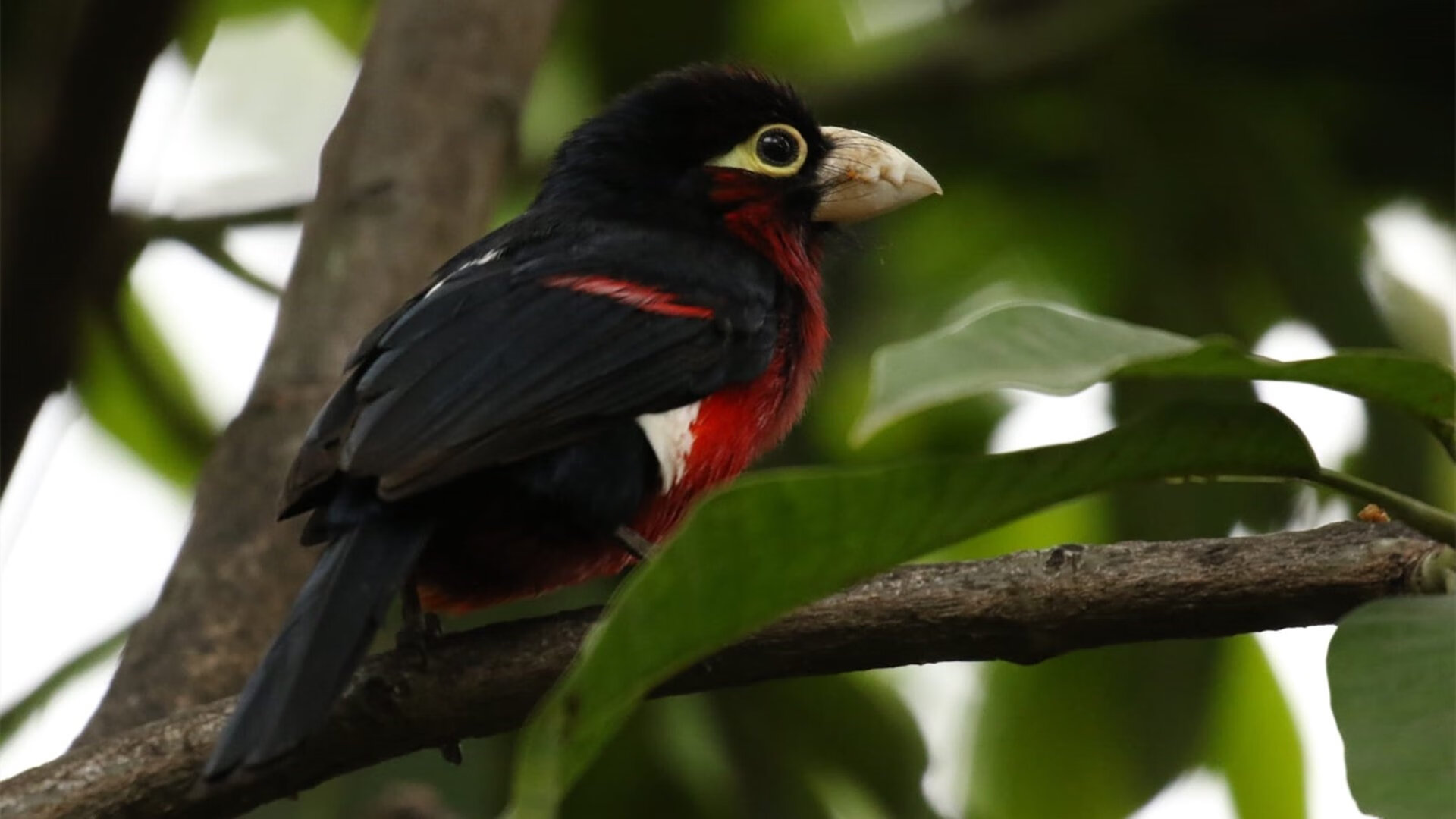 开云体育在线-绿茵场与篮球馆的巅峰对决，德甲争冠战与湖人快船血拼