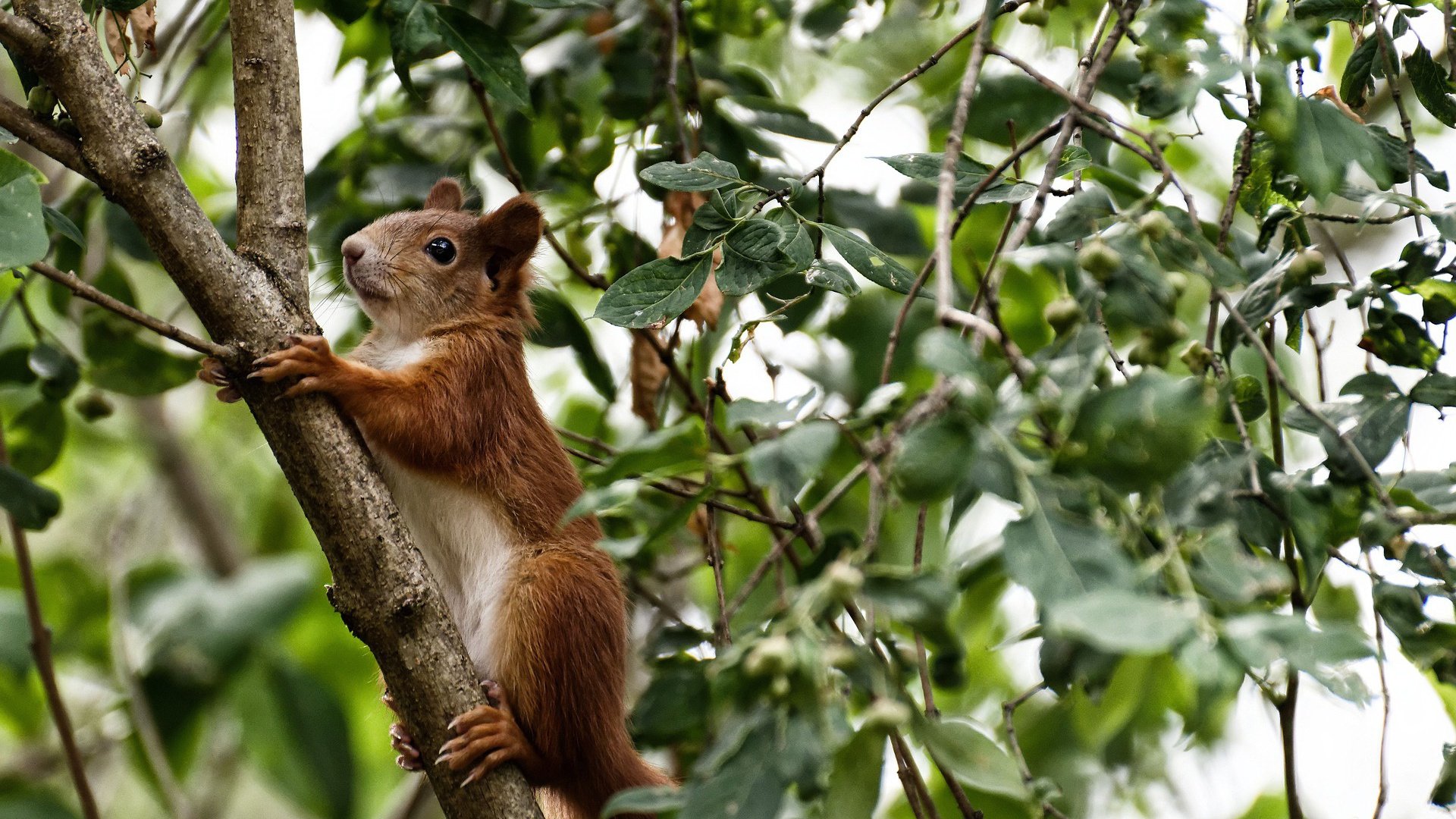 篮球双响炮，恩比德末节接管显神威，浙江队爆冷上海队创奇迹