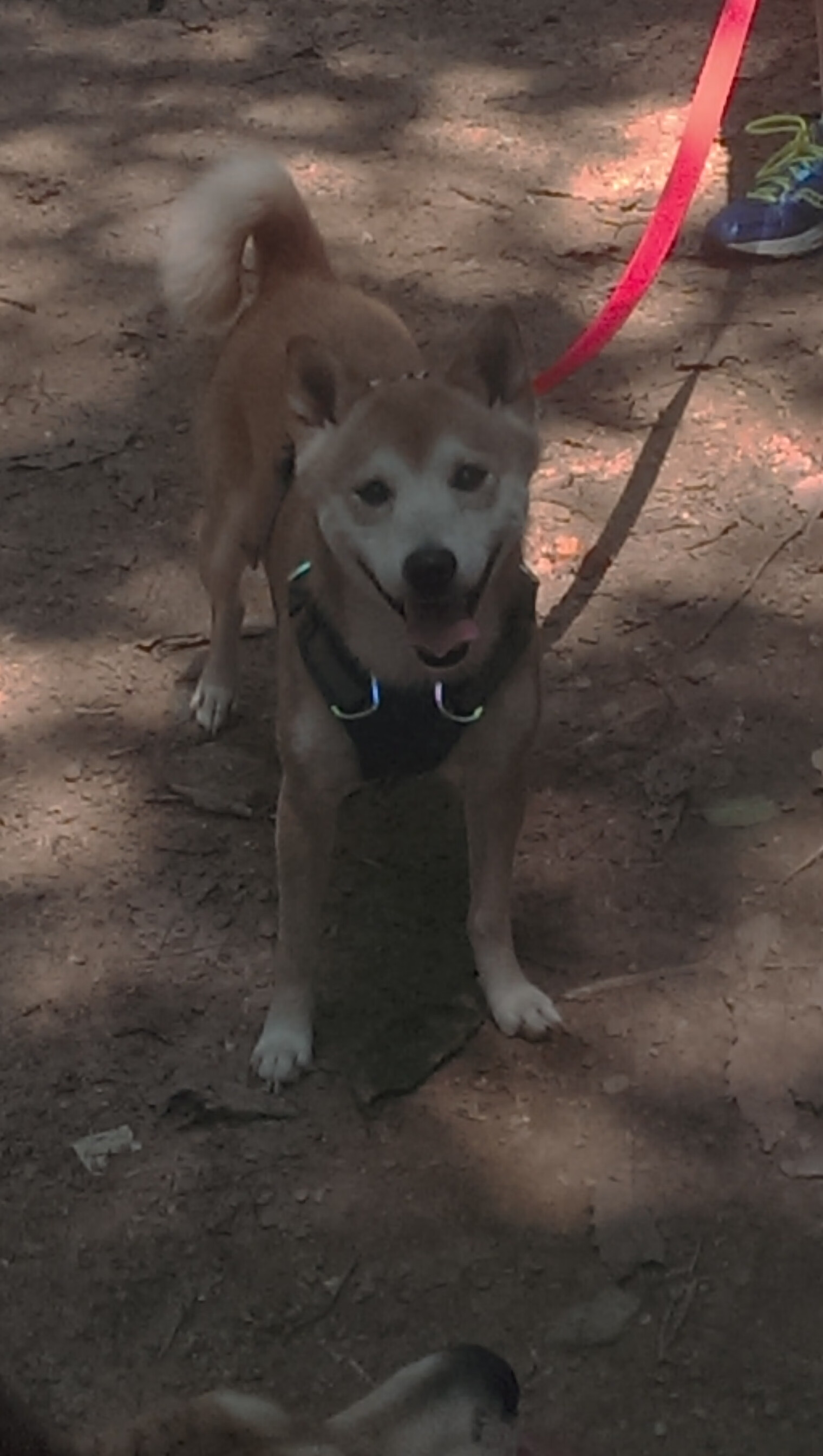 季后赛抢七之夜，斯通斯一肩扛起胜负天平