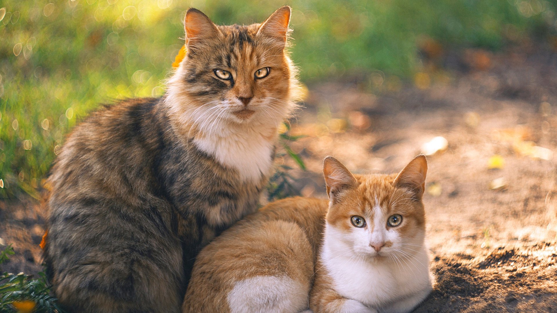 篮网火力全开压制尼克斯，戈贝尔关键先生定胜局