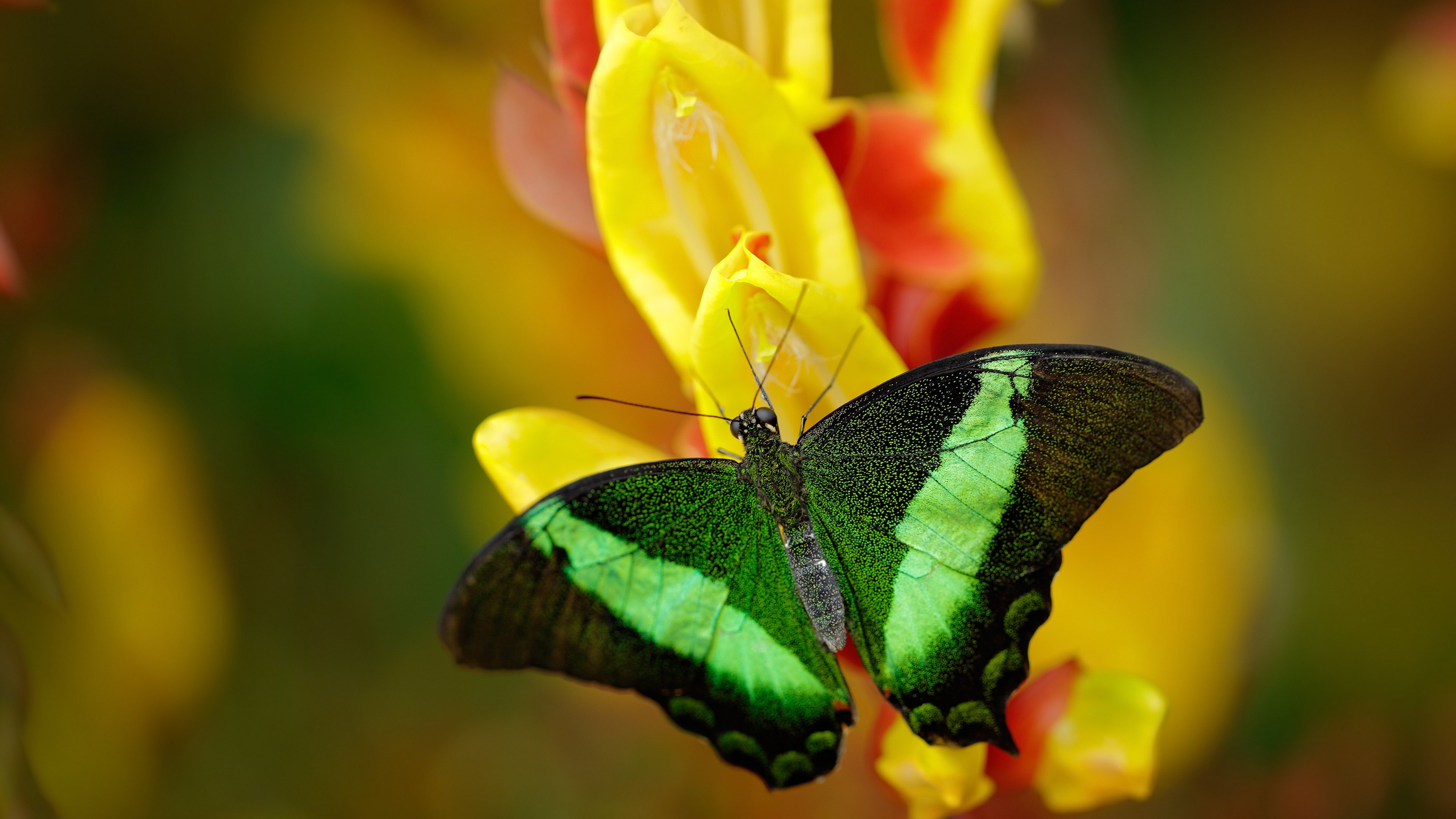 东契奇独揽40+三双，雷霆力克爵士，他就是无争议的赛场主宰