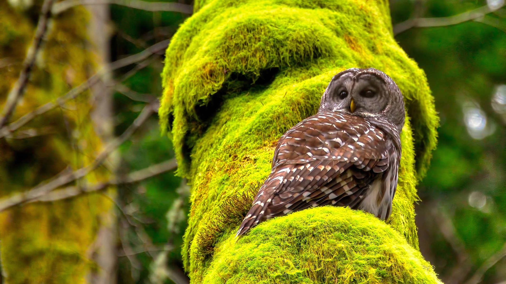 西决生死战，老鹰爆冷逆袭，辽宁队意外折戟