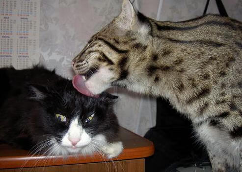 一剑封喉，卡拉斯科的血战艺术，马里与乌拉圭的双面镜鉴