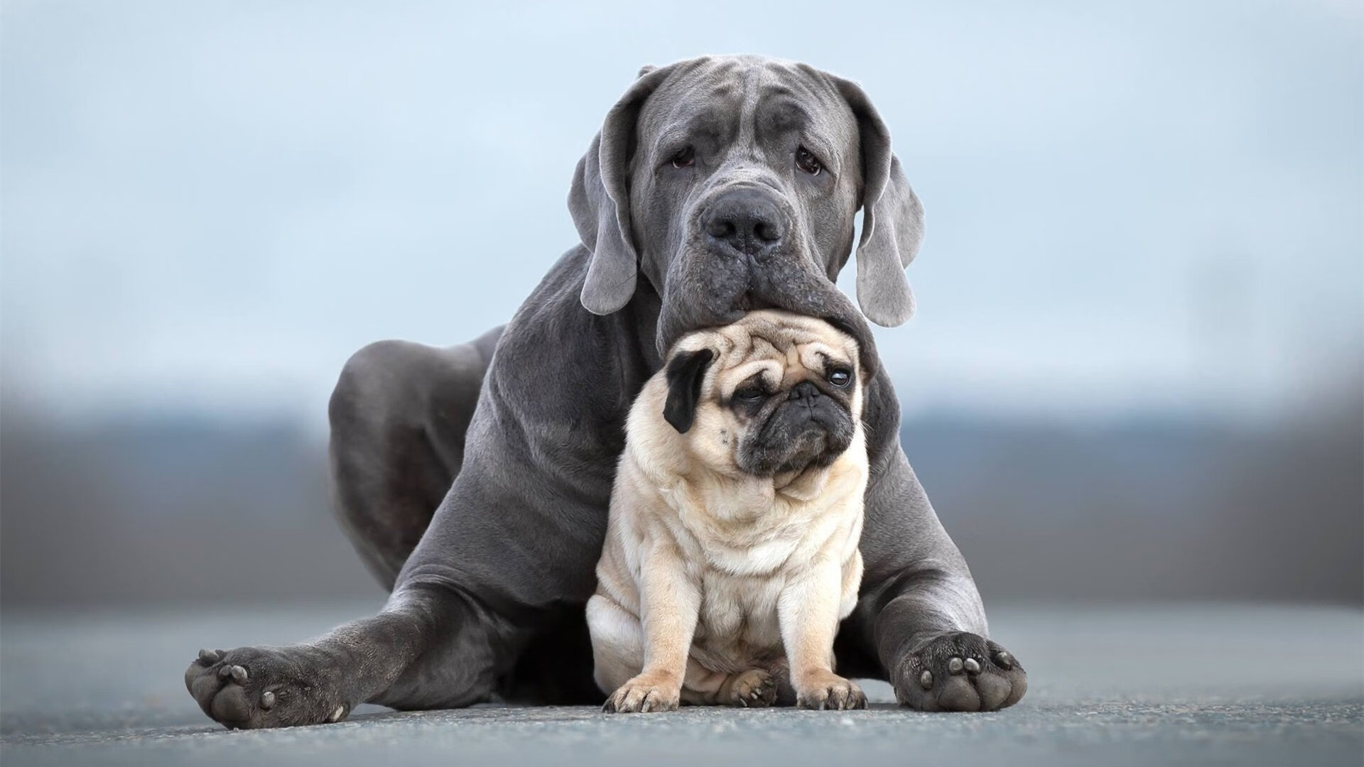 意甲焦点战之夜见证硬仗之王，库尔图瓦一夫当关定江山