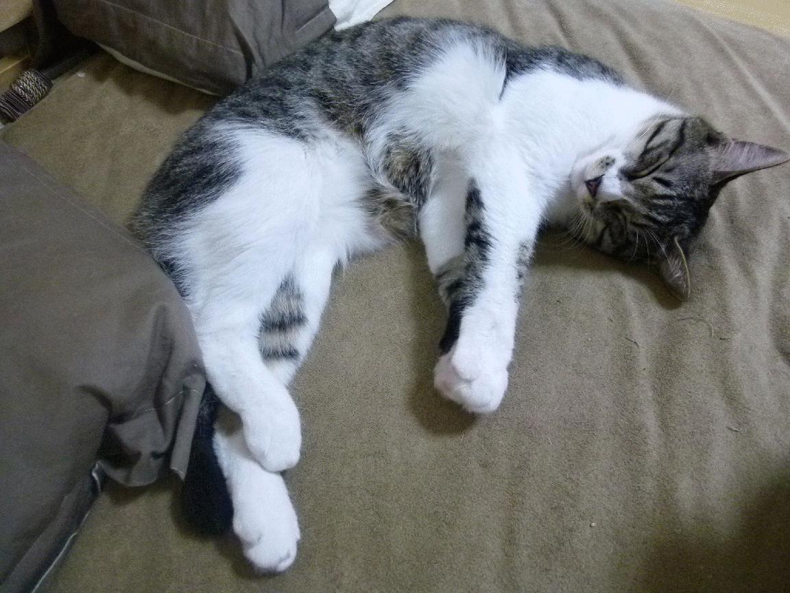 开云APP-阿尔及利亚完胜波兰，拉亚化身叹息之墙，绿茵场上铸就北非铁闸